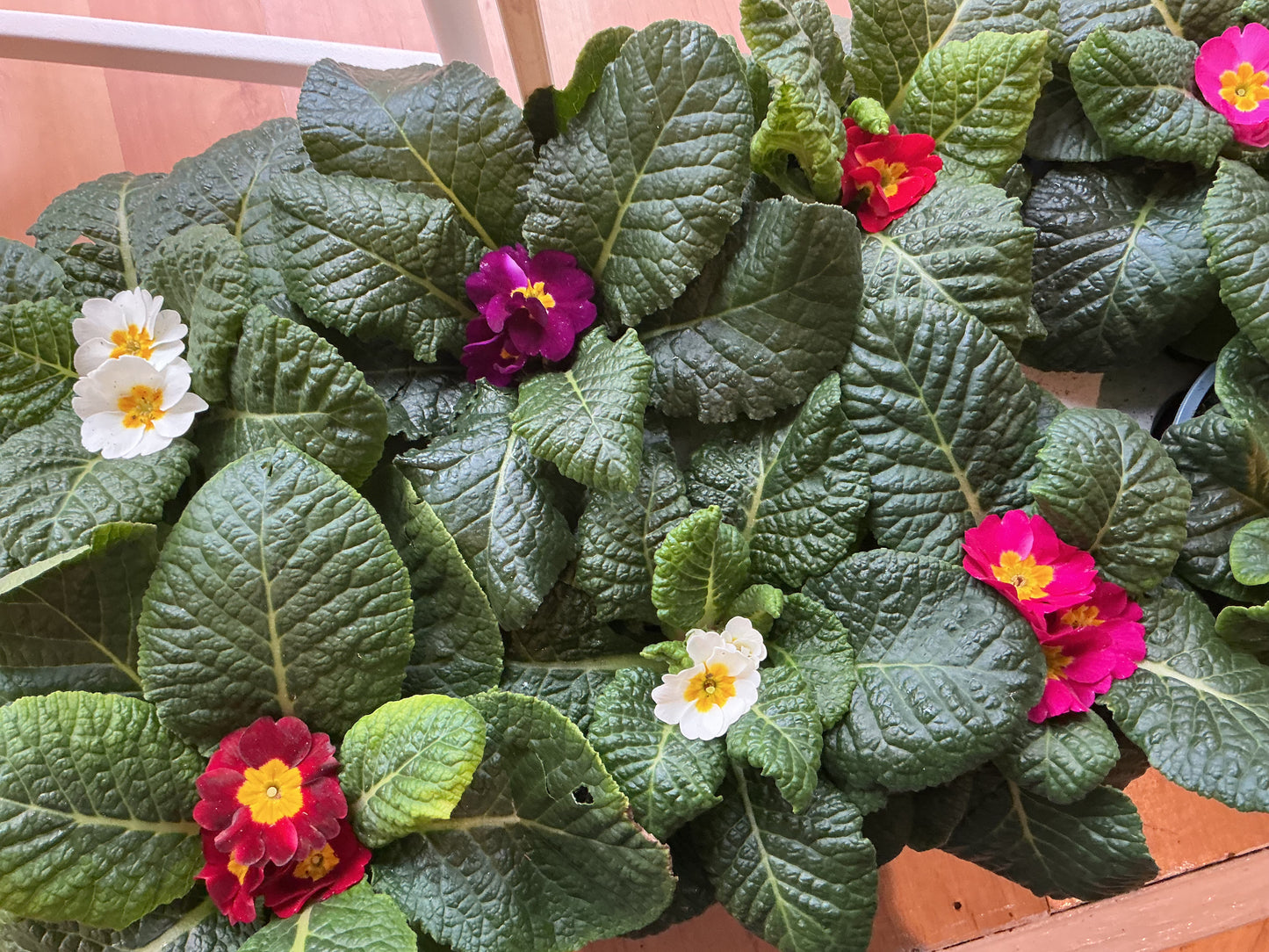 Primrose