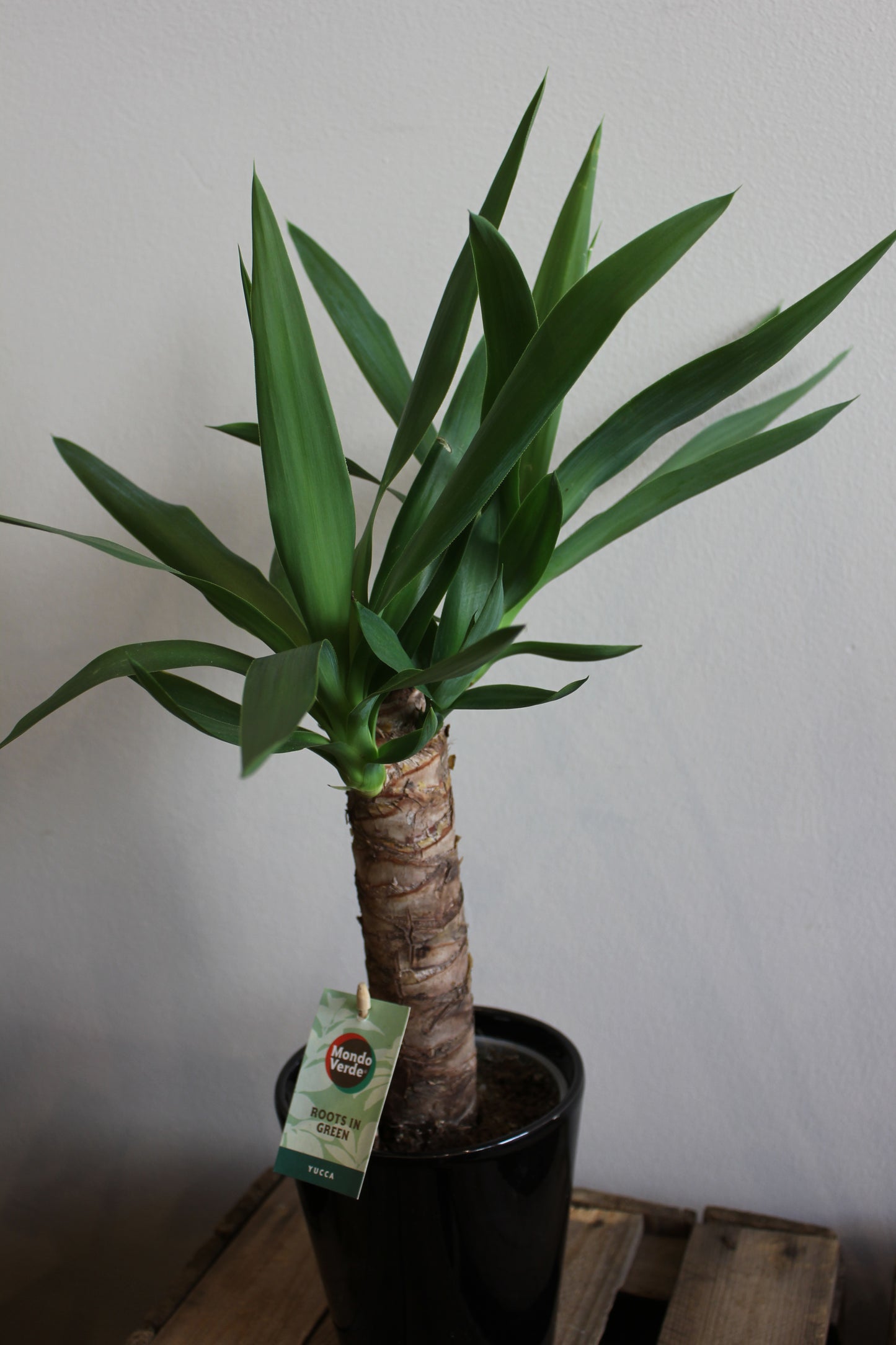 Yucca Plant