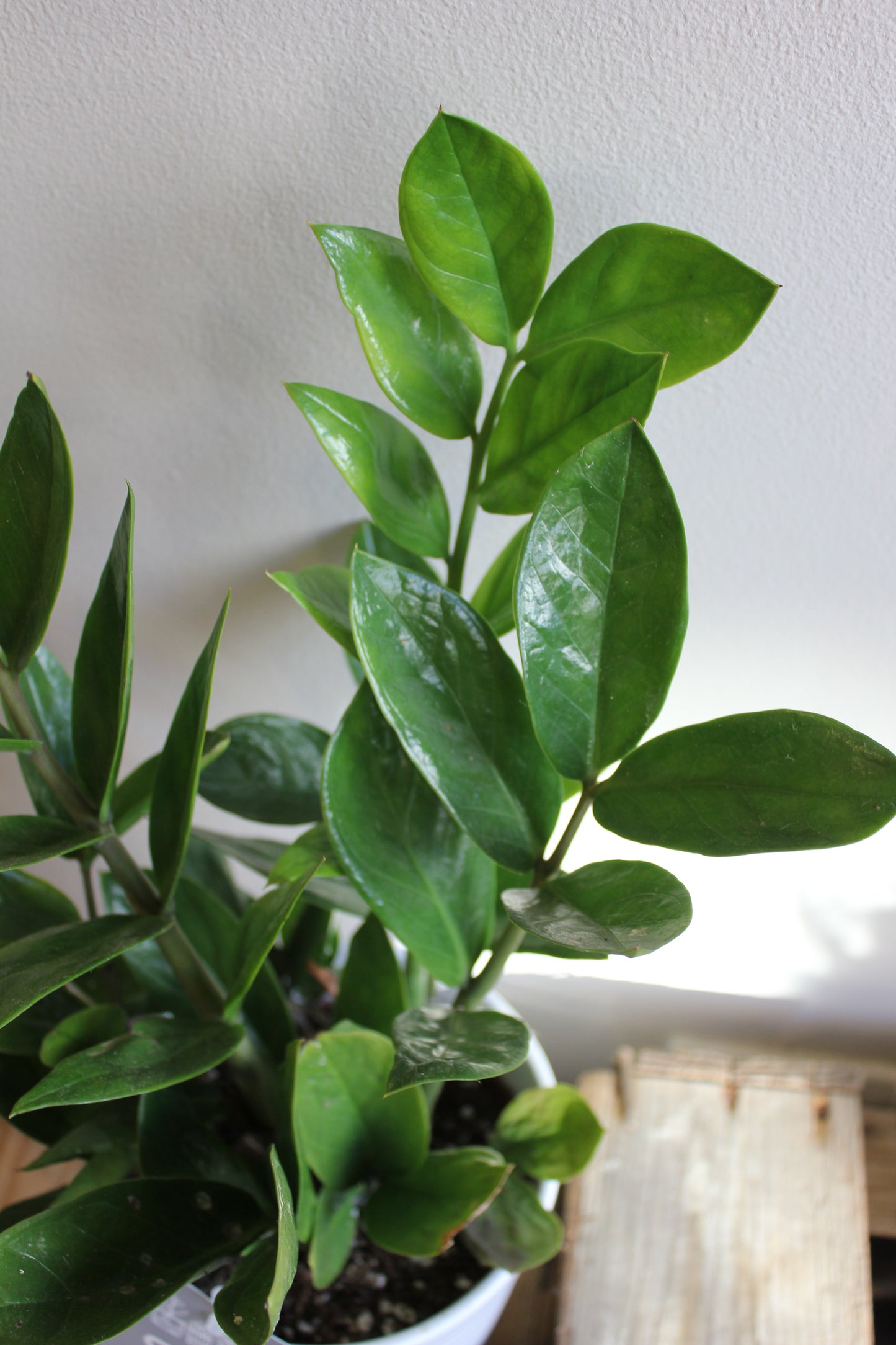 ZZ Plant