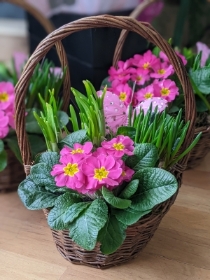 Simply Flowers Cheadle Local House Spring Plant Delivery by Local Florist