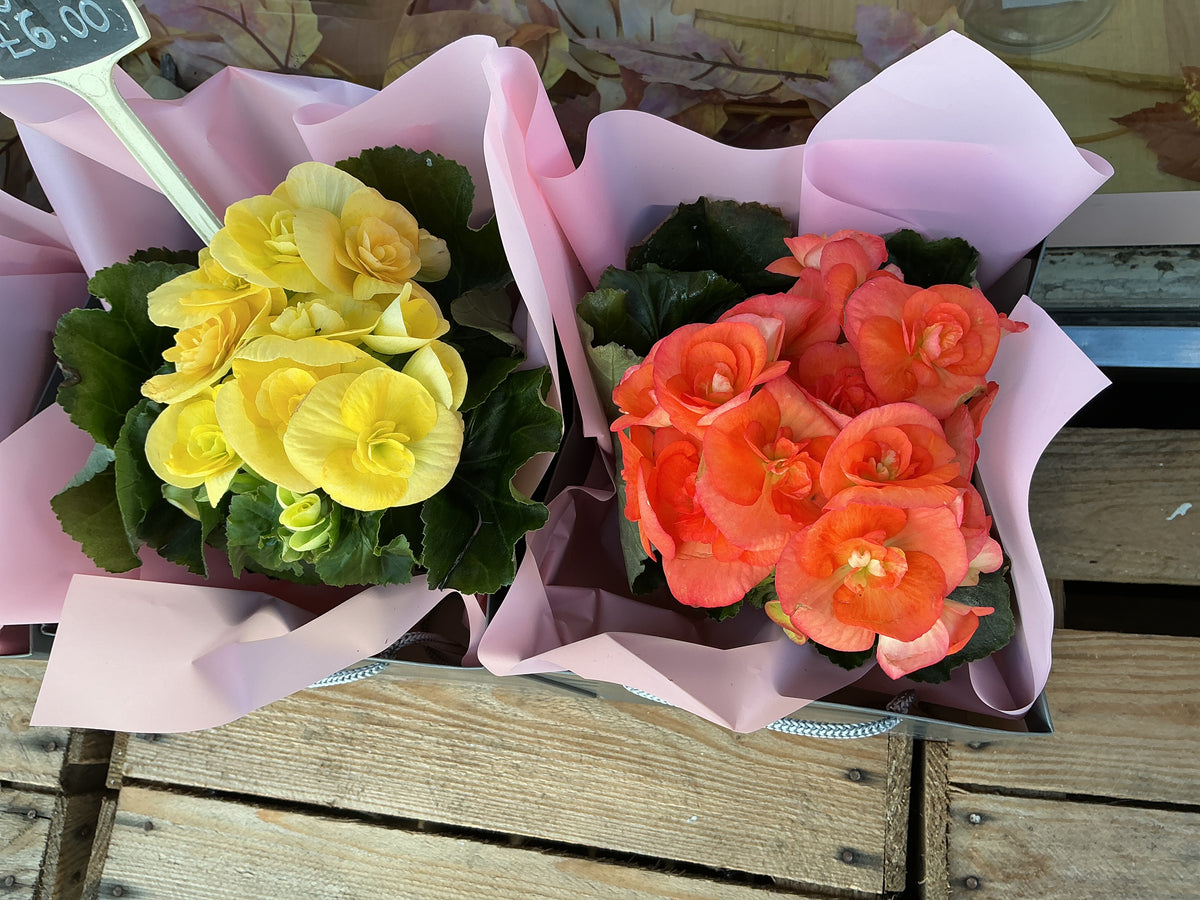 Begonia