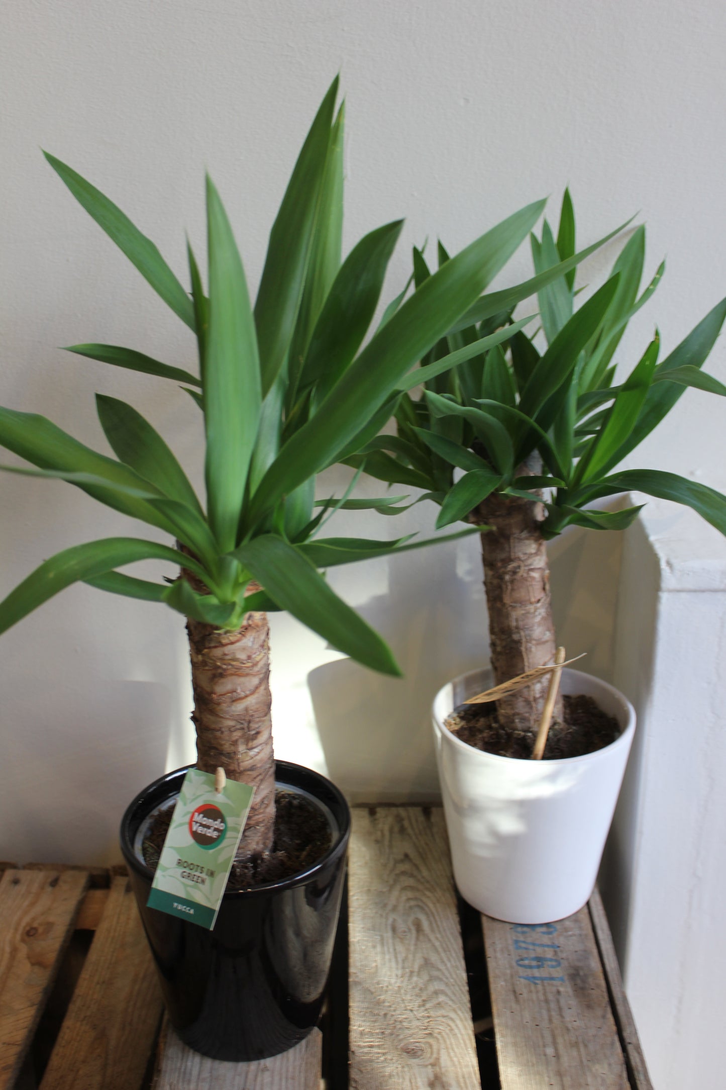 Yucca Plant
