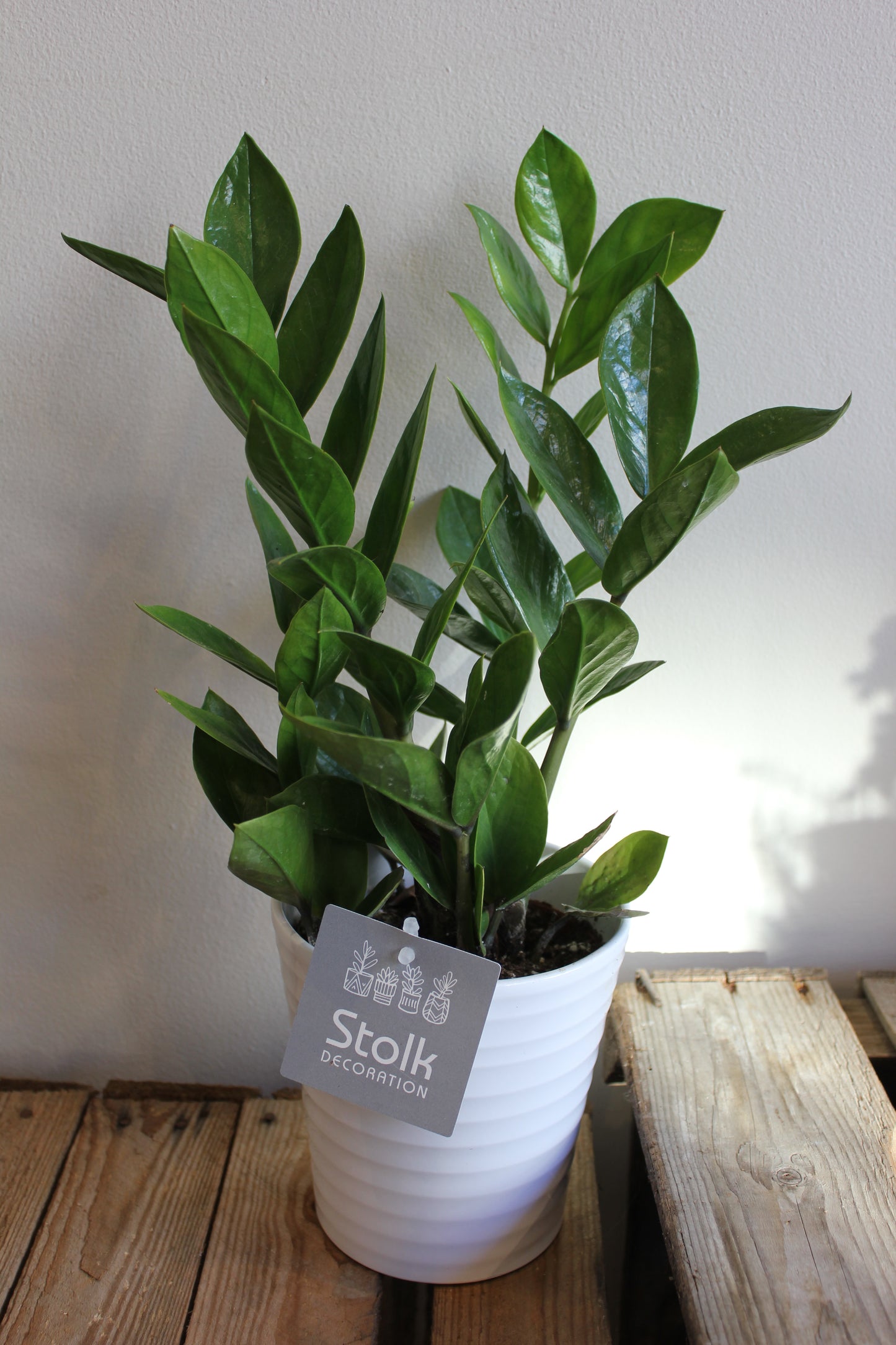 ZZ Plant