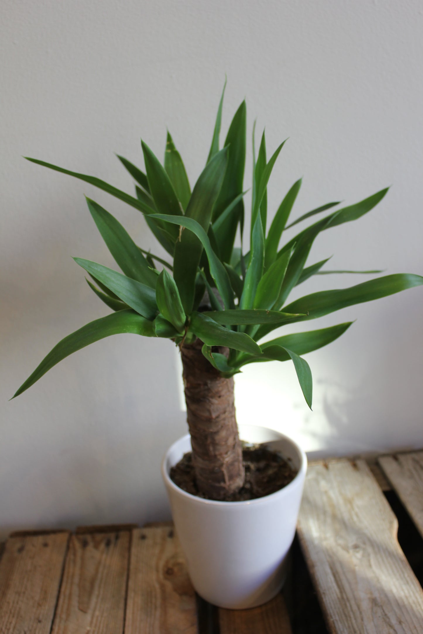 Yucca Plant