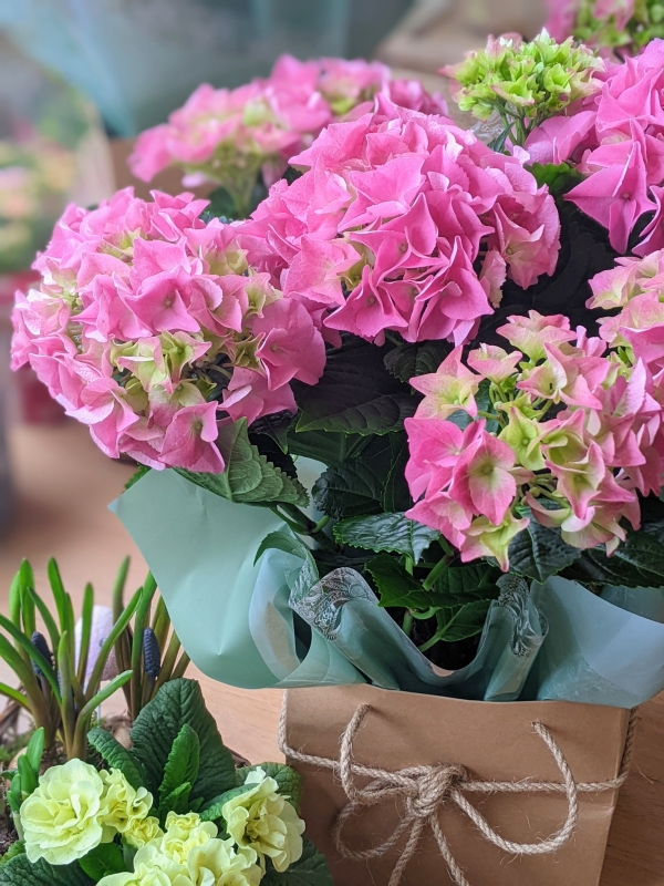 Simply Flowers Cheadle Local Hydrangea Plant Delivery by Local Florist