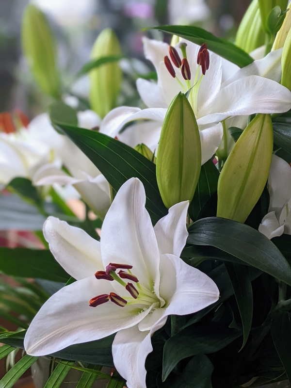 Simply Lilies – buy online or call 0161 428 9210
