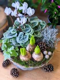 Simply Flowers Cheadle Local Christmas Plant Delivery by Local Florist