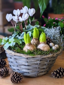 Simply Flowers Cheadle Local Christmas Plant Delivery by Local Florist